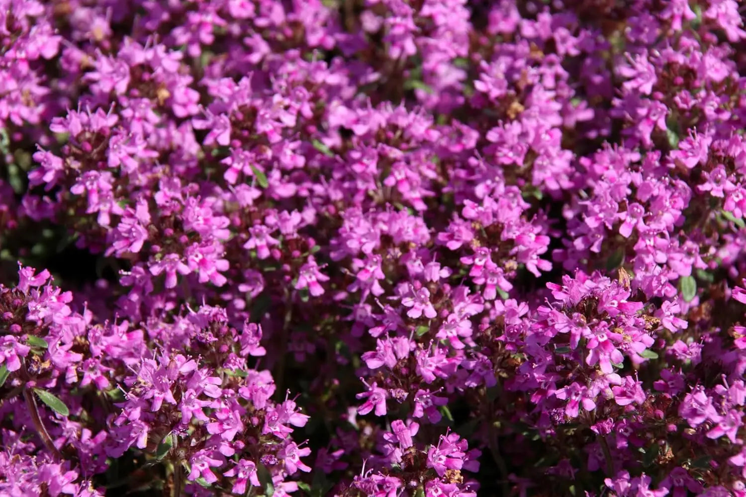 Roter Polsterthymian Thymus praecox 'Red Carpet' Staude, dicht wachsend mit roten Blättern, für Steingärten und Bodendecker.