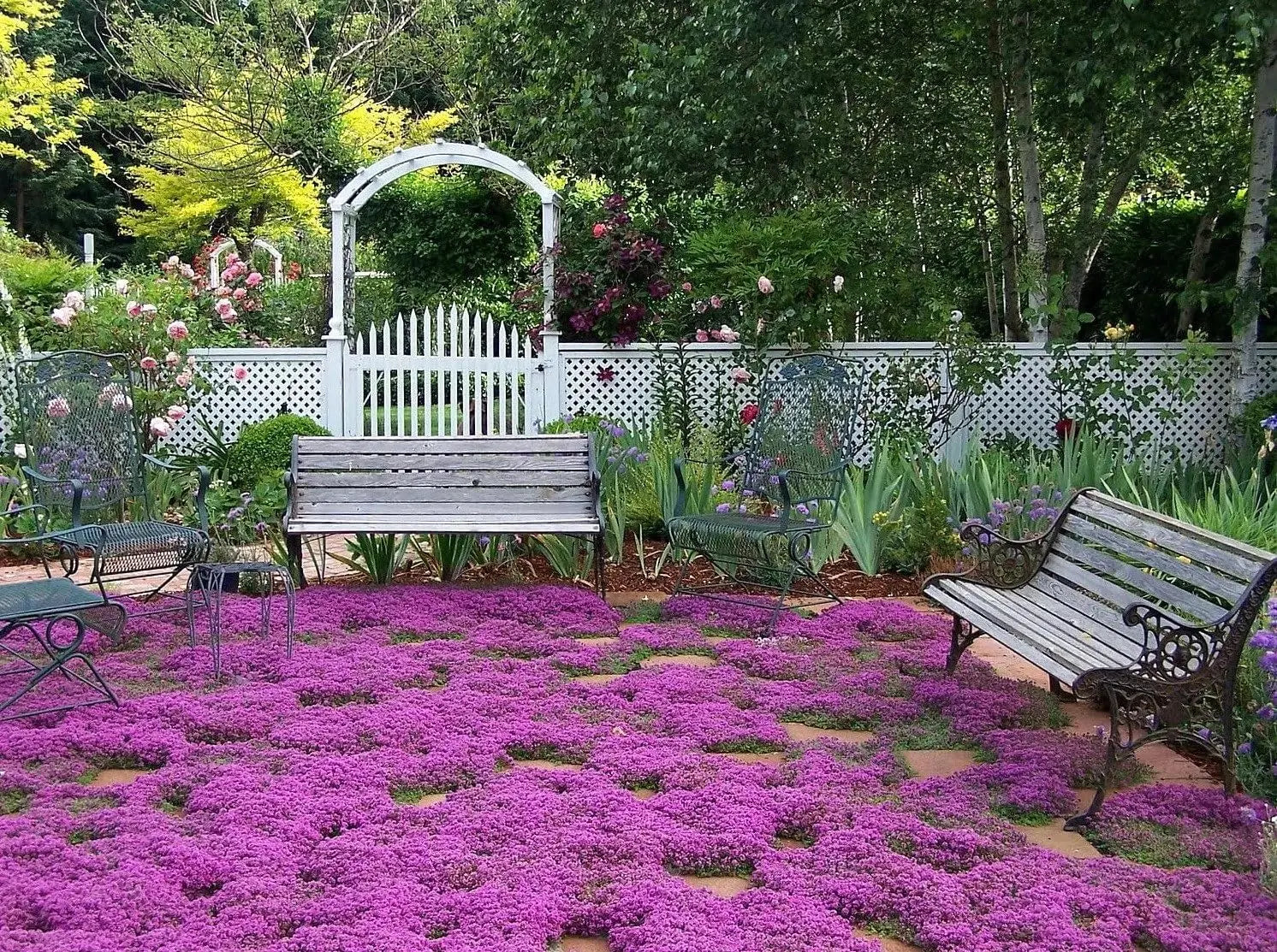 Roter Polsterthymian, Staude von Stauden Gänge, mit dichten, roter Blüte und kompakter Wachstumsform.