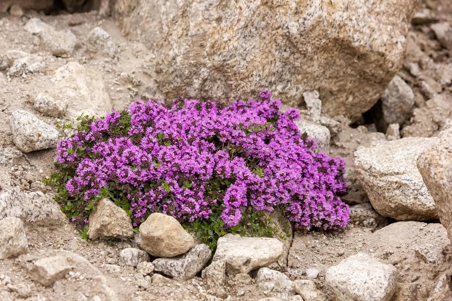 Roter Polsterthymian (Thymus praecox 'Red Carpet') als Staudenpflanze, dicht wachsend und mit roten Blättern, von Stauden Gänge.
