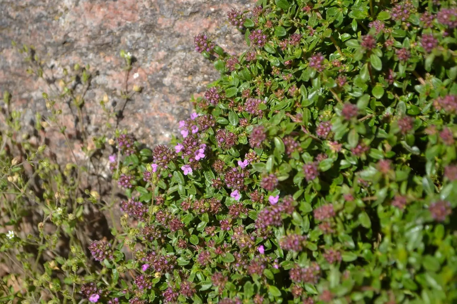 Roter Polsterthymian, Thymus praecox 'Red Carpet', als grüne Staude mit rot gefärbtem Bodendecker, von Stauden Gänge
