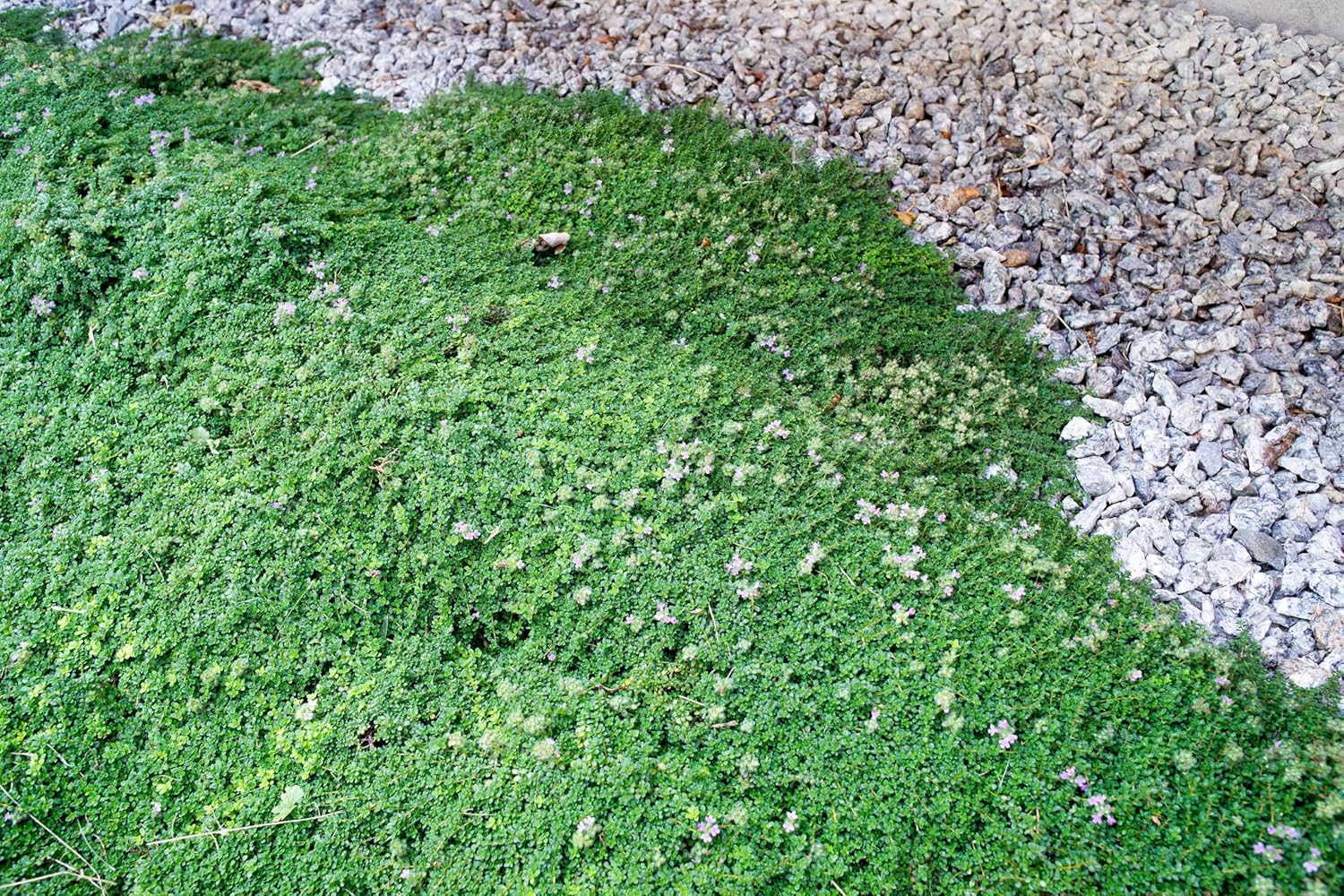 Roter Polsterthymian (Thymus praecox 'Red Carpet') Staude, grüne Bodendecke mit roten Blüten, von Stauden Gänge