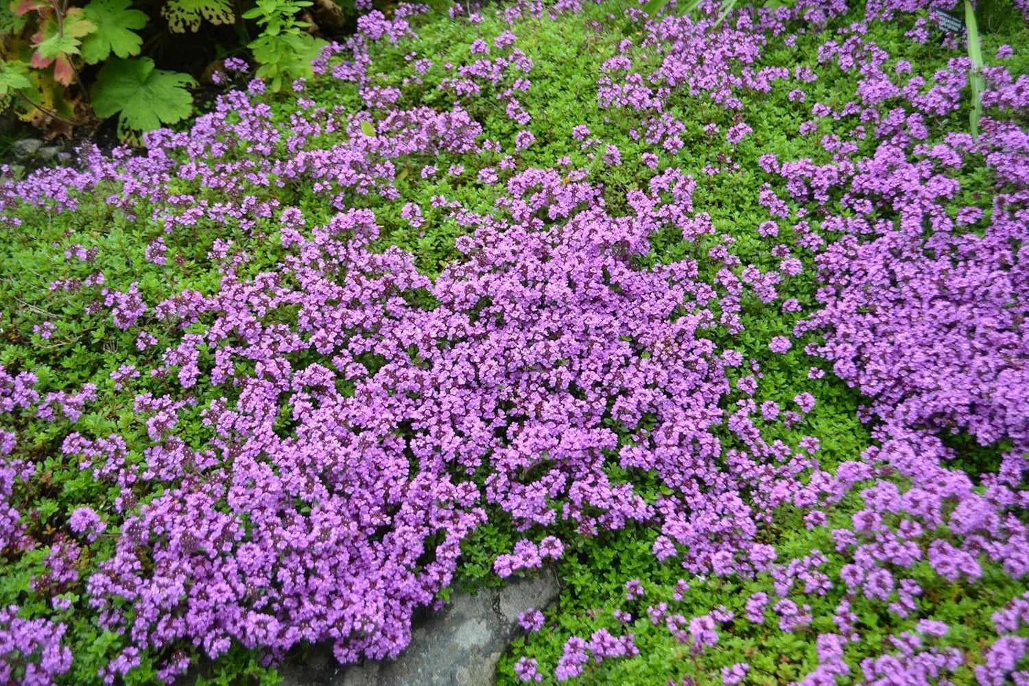 Roter Polsterthymian Thymus praecox 'Red Carpet', Stauden Gänge, dicht wachsend, mit roten Blättern und kleinen Blüten.