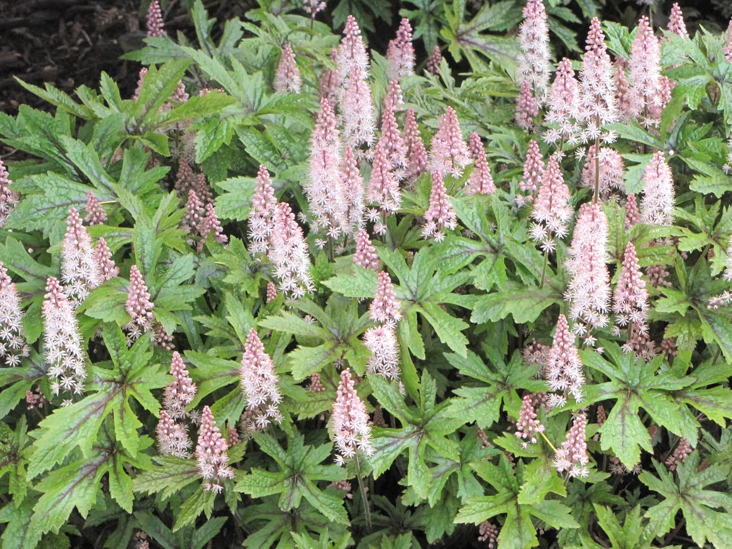 Staude Tiarella Hybride 'Pink Skyrocket' mit rosa Blüten, bekannt als Schaumblüte, von Stauden Gänge.
