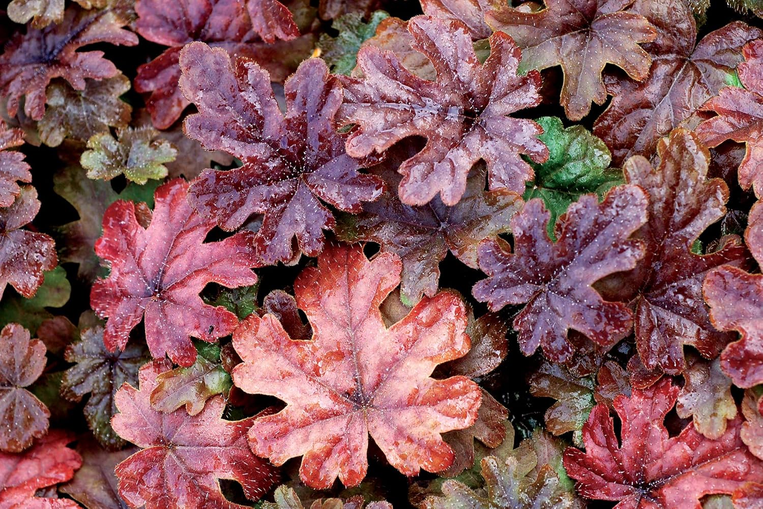 Tiarella Hybride 'Pink Skyrocket' Staude mit rosa Blüten, von Stauden Gänge, Nahaufnahme der Schaumblüte in Gartenumgebung