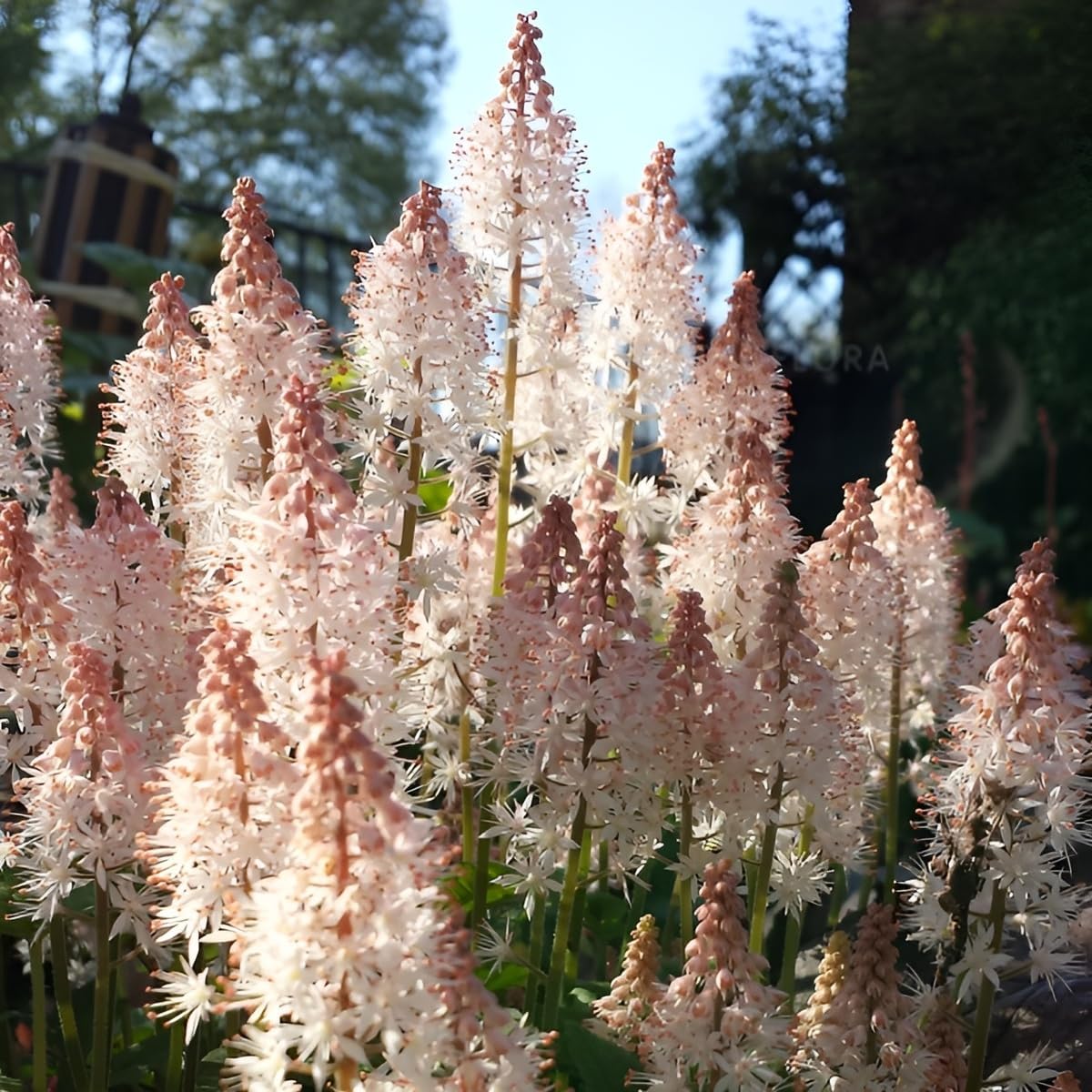 Tiarella Hybride 'Pink Skyrocket' Schaumblüte, Staude von Stauden Gänge, mit rosa Blüten und grünen Blättern.