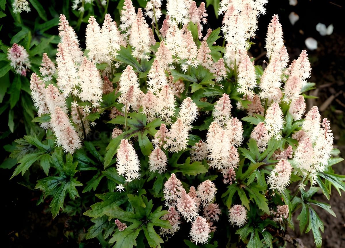 Tiarella Hybride 'Pink Skyrocket' Staude mit rosa Blüten, von Stauden Gänge, Nahaufnahme der Schaumblüten.
