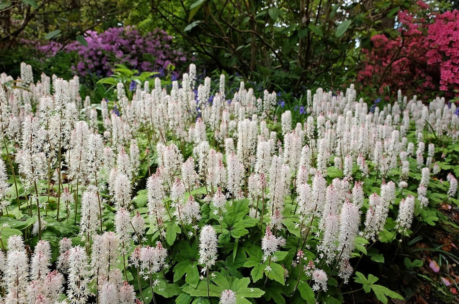 Tiarella wherryi / Schaumblüte