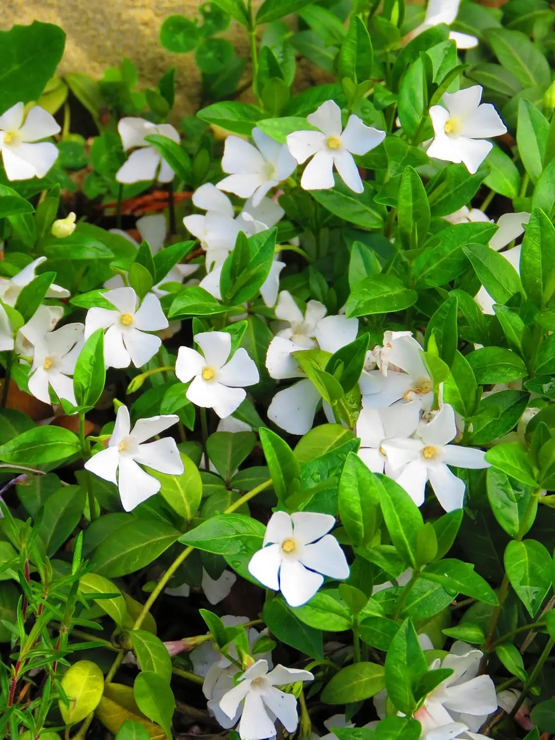 Vinca minor 'Gertrude Jekyll', kleine Immergrün Staude von Stauden Gänge, grüne Blätter und zarte blaue Blüten.