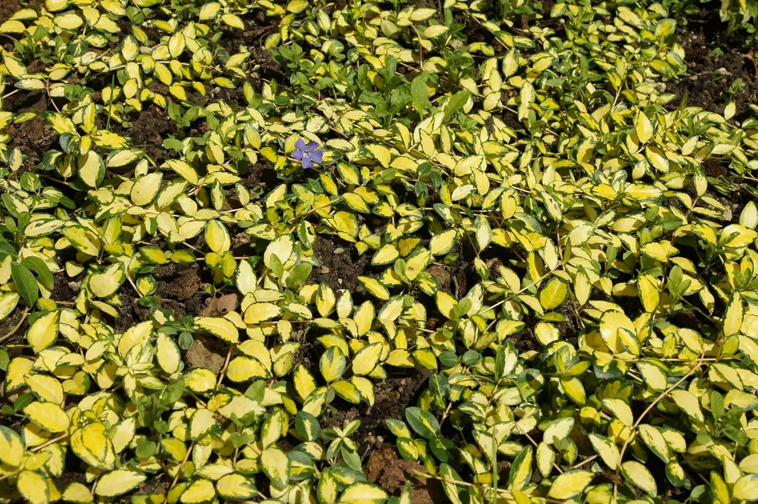 Vinca minor 'Imagine' - 'Lumination' Staude, kleines Immergrün mit grünen Blättern und blauen Blüten, von Stauden Gänge