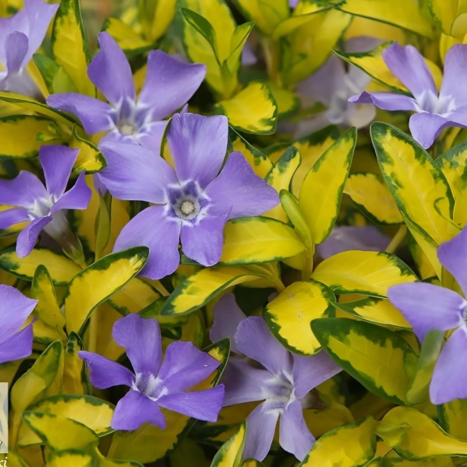 Vinca minor 'Imagine' Lumination, kleines Immergrün, Staude von Stauden Gänge, grüne Blätter und kleine blaue Blüten sichtbar