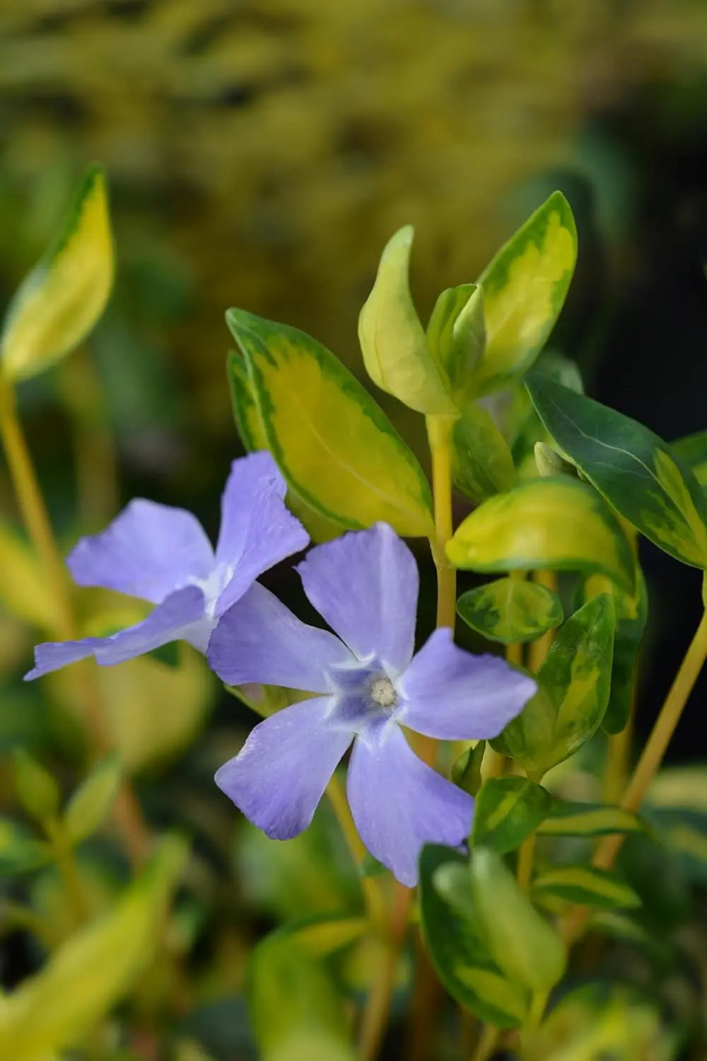 Vinca minor 'Imagine' Lumination, kleines Immergrün, Staude von Stauden Gänge, grüne, glänzende Blätter und zarte Blüten