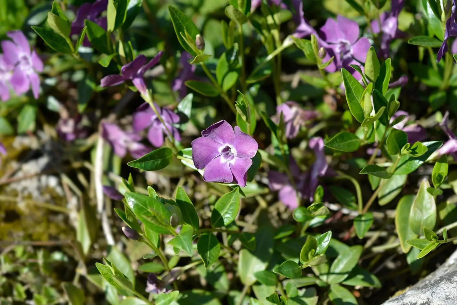 Vinca minor 'Rubra' / 'Atropurpurea' - kleines Immergrün, Staude, mit dunkelroten und purpurnen Blättern, in Gartenumgebung.