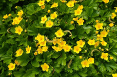 Waldsteinia ternata Golderdbeere Staude mit grünen, behaarten Blättern und kleinen gelben Blüten, im Gartendesign.