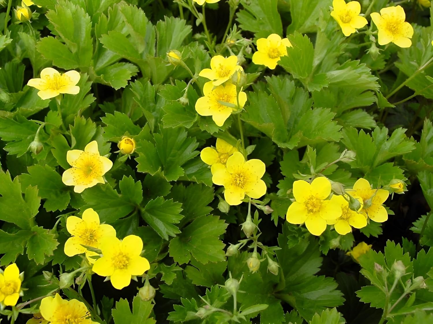 Waldsteinia ternata Golderdbeere Staude mit grünen, kleinen Blättern und gelben Blüten, wächst als Bodendecker in Garten.