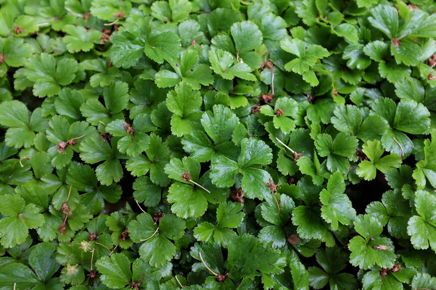 Waldsteinia ternata Golderdbeere Staude von Stauden Gänge mit grünen, kriechenden Blättern und kleinen gelben Blüten