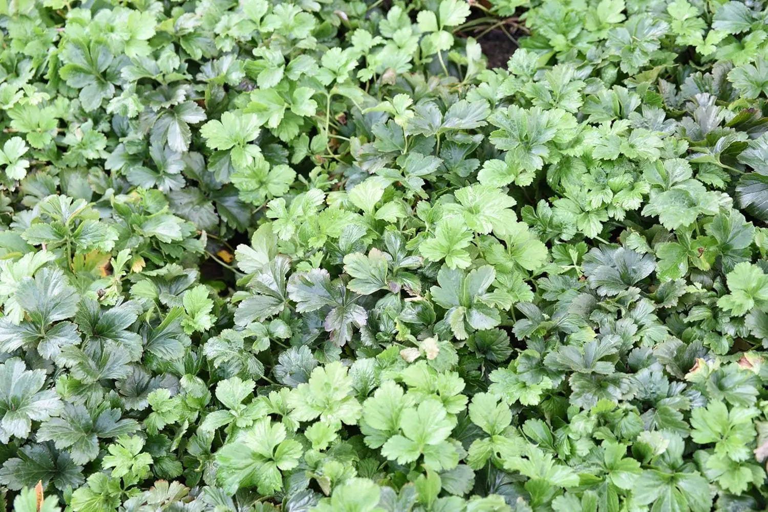 Waldsteinia ternata Golderdbeere Staude mit grünen Blättern und kleinen gelben Blüten, wächst als Bodendecker in Garten.