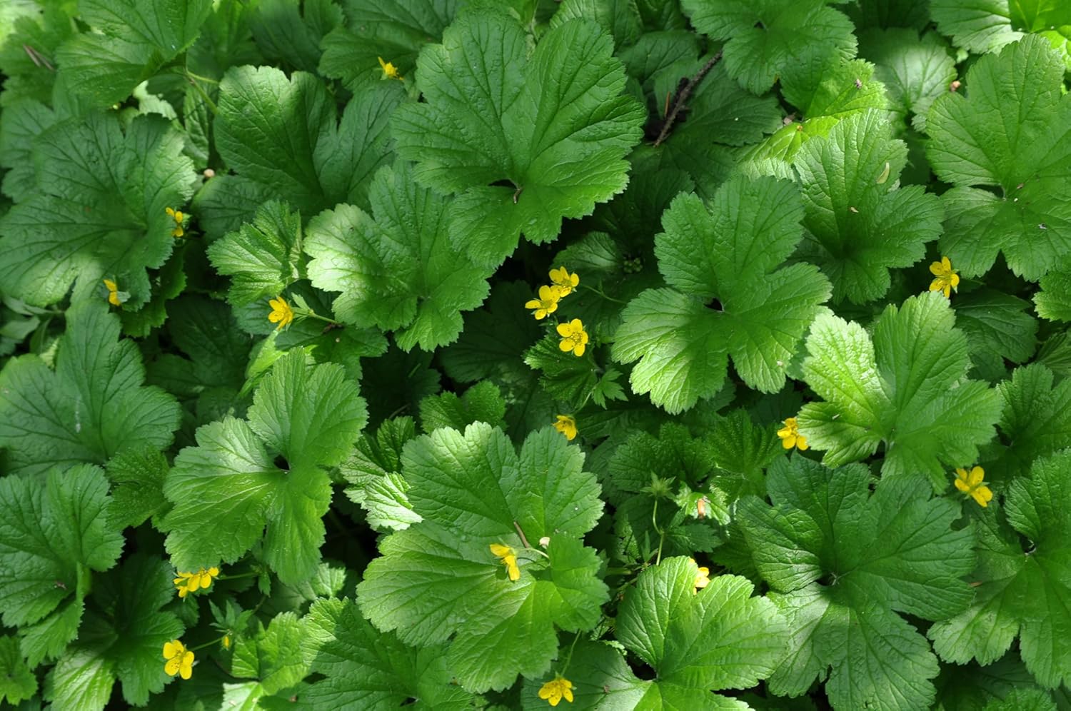 Waldsteinia ternata Golderdbeere Staude mit grünen Blättern und kleinen gelben Blüten, im Garten gepflanzt.