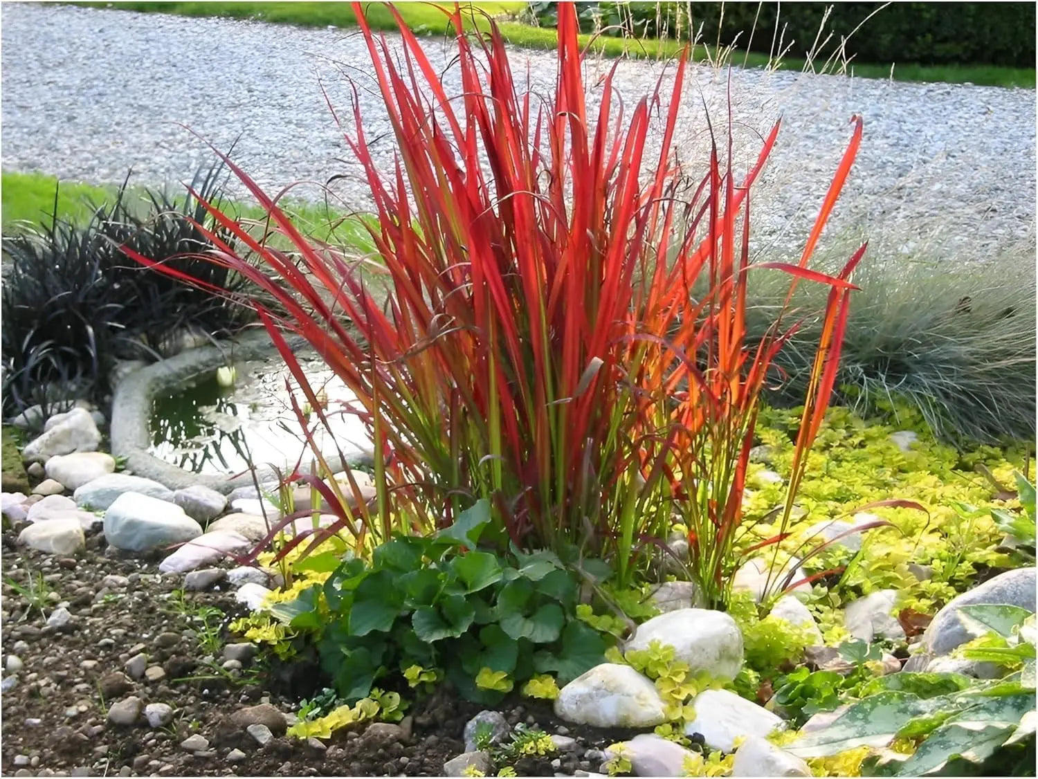 Ziergras Kollektion von Stauden Gänge mit 10 verschiedenen Ziergräsern für einen prachtvollen Garten, im Gartenbereich fotografiert