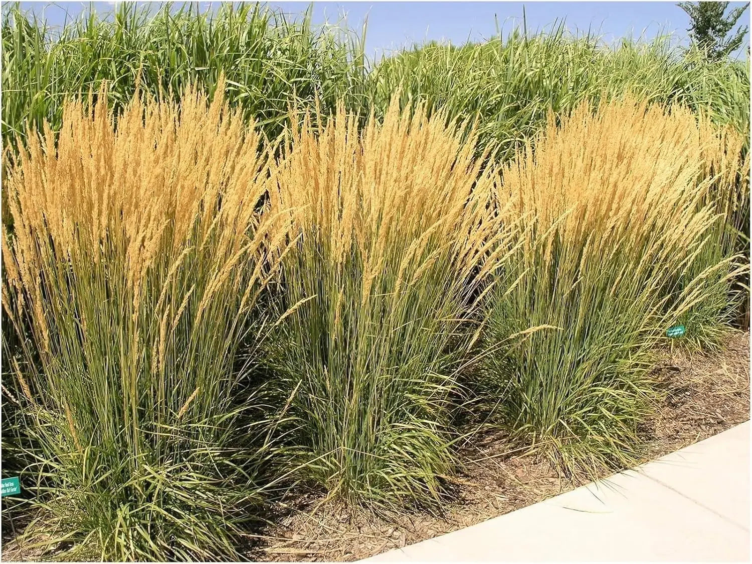 Ziergras Kollektion von Stauden Gänge mit 10 verschiedenen Ziergrasarten für einen prachtvollen Garten, natürliche und dekorative Pflanzen.