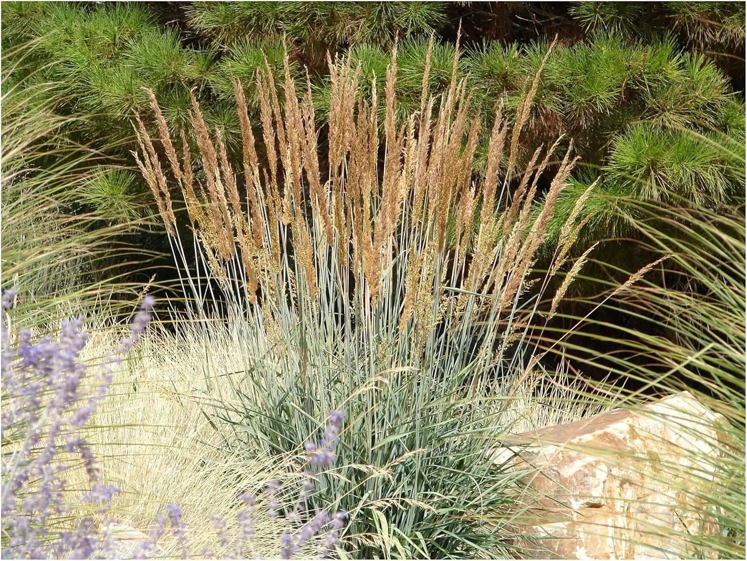 Ziergras Kollektion von Stauden Gänge, 10 verschiedene Ziergräser für einen prachtvollen Garten, natürliche Grasarten in einer Mischung