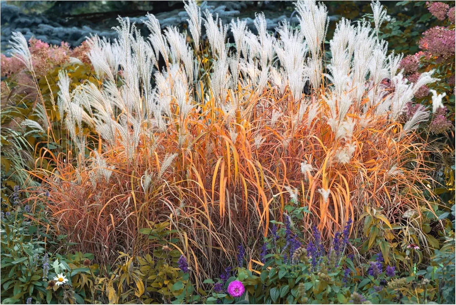 Ziergras Kollektion von Stauden Gänge, 10 verschiedene Ziergräser für einen prachtvollen Garten, frisch und grün.