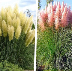 Zwei Cortaderia selloana Ziergräser im Mix, weiß und rosa, im Garten, von Stauden Gänge, stilvolle Zierpflanzen, natürliche Optik