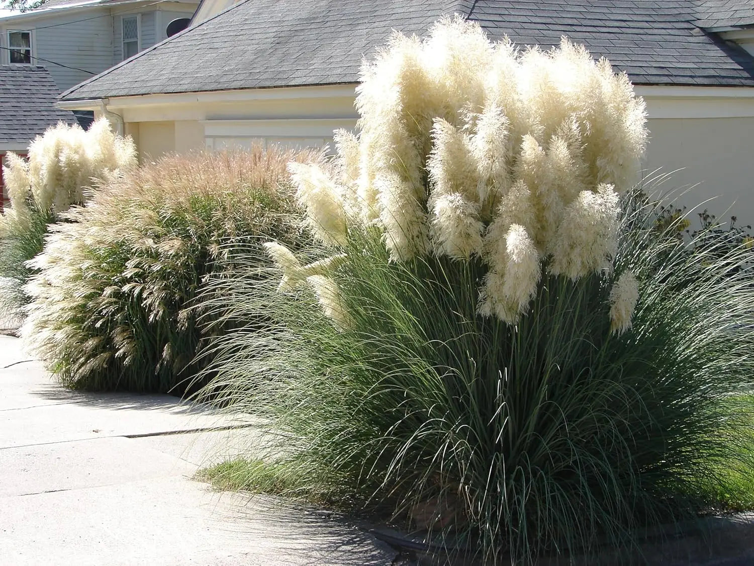 Zwei Cortaderia selloana Ziergräser im Mix mit weißen und rosafarbenen Blüten, von Stauden Gänge, im Garten.