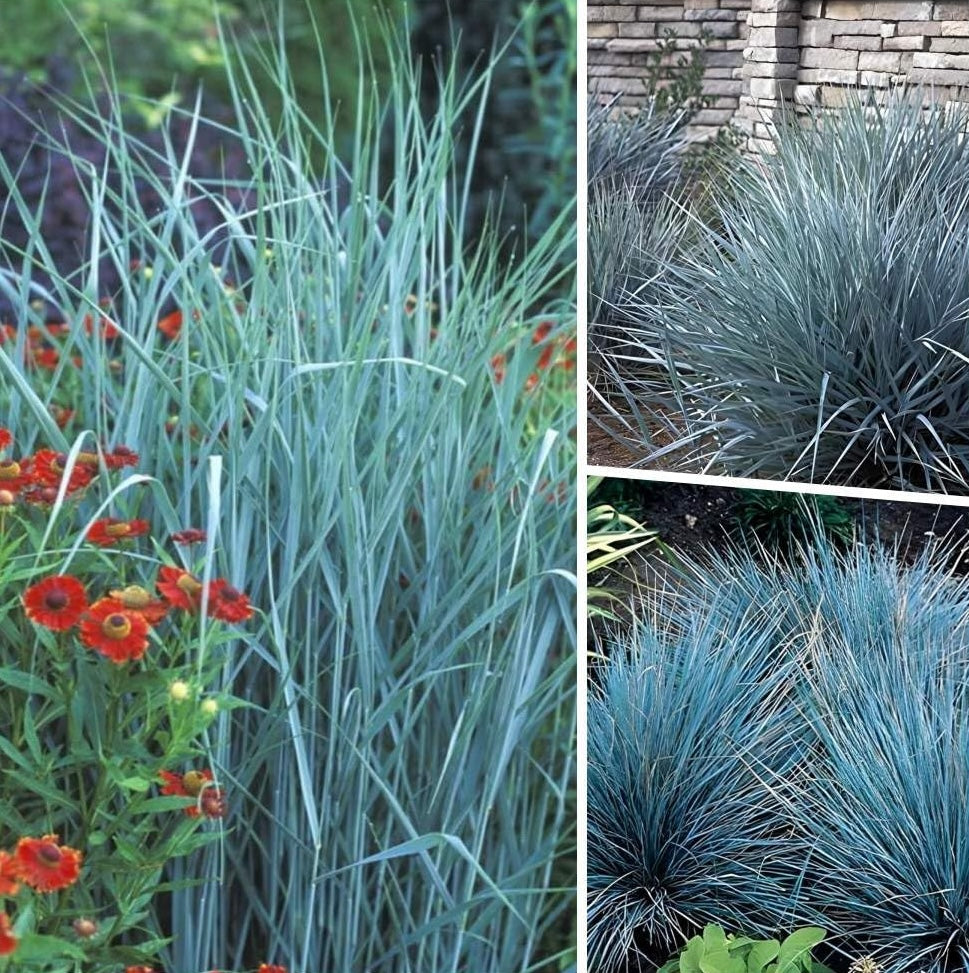 Drei blaue Ziergräser der Kollektion von Stauden Gänge, elegant angeordnet in einem Gartenumfeld.