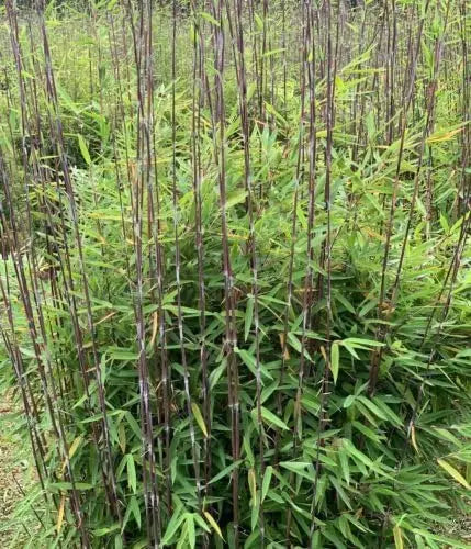 Drei Fargesia Ziergräser aus der Stauden Gänge Kollektion, exotischer Garten-Bambus für lebendige Gärten, im Garten.
