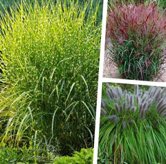 Drei Ziergräser aus der Stauden Gänge Kollektion, mit strukturierter, farbiger und beweglicher Optik in einem Gartenbereich.