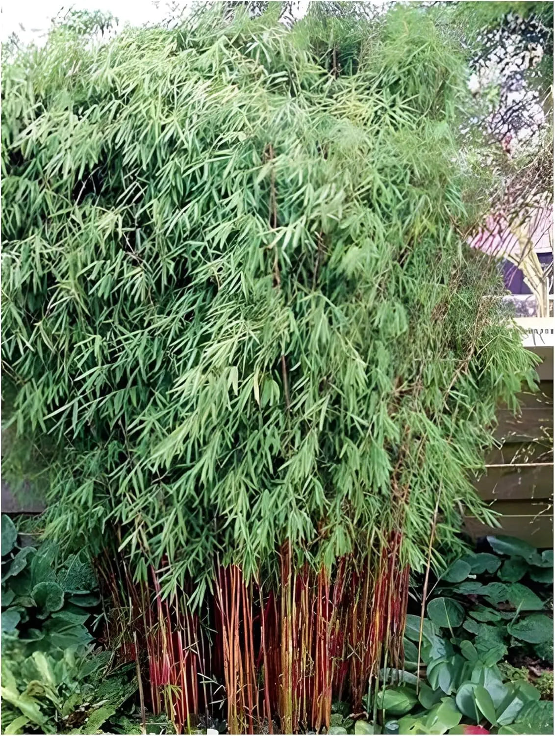 Fünf Stauden Gänge Fargesia Ziergräser, Garten-Bambus, frisch gepflanzt, grüne, buschige Halme in einem Garten.