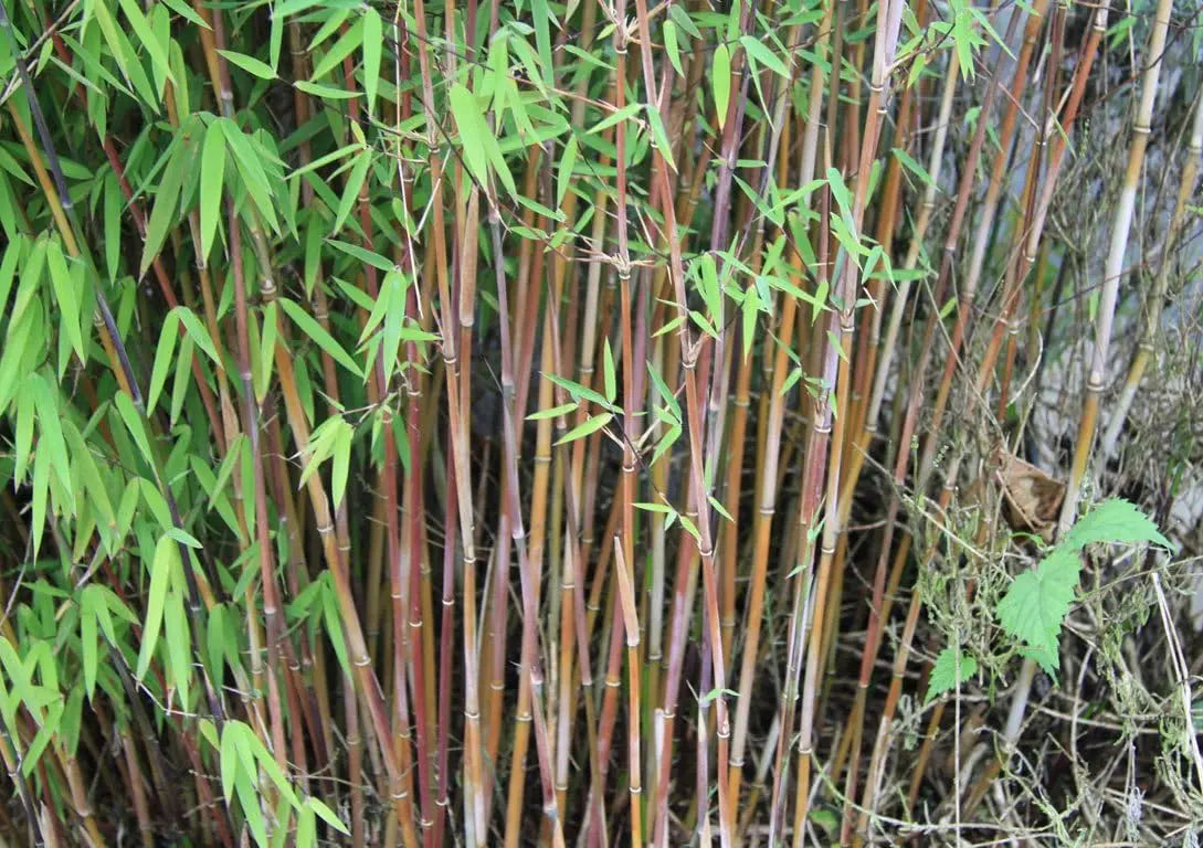 Fünf Stauden Gänge Fargesia Ziergräser, Garten-Bambus Kollektion, frisch ausgewählt für Ihren Garten, grüne, schmale Bambuspflanzen