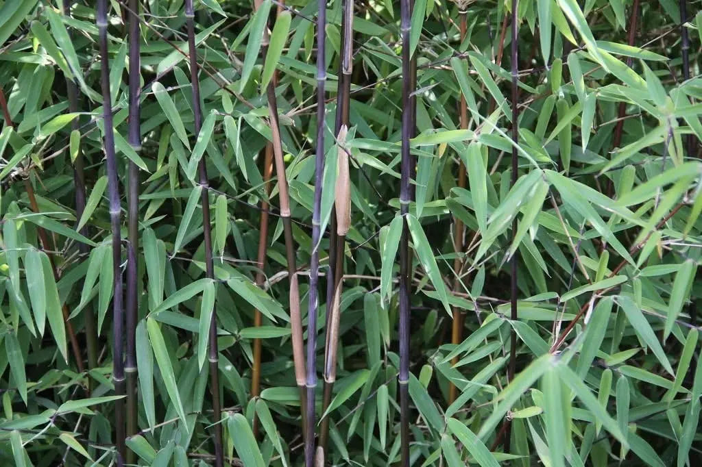 5 Fargesia Ziergräser aus der Stauden Gänge Kollektion, Garten-Bambus, frisch gewachsen und grün, für den Garten geeignet