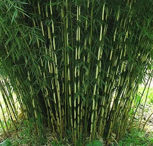 Fünf Stauden Gänge Fargesia Ziergräser, Garten-Bambus, frisch und grün, perfekt für Garten und Balkon.