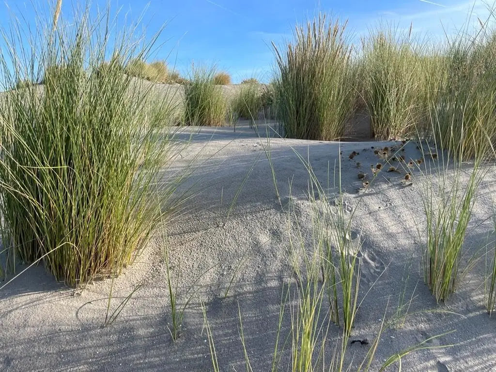 Ziergras Ammophila arenaria, Strandhafer, von Stauden Gänge, wächst im Garten, langlebiges und dekoratives Ziergras.