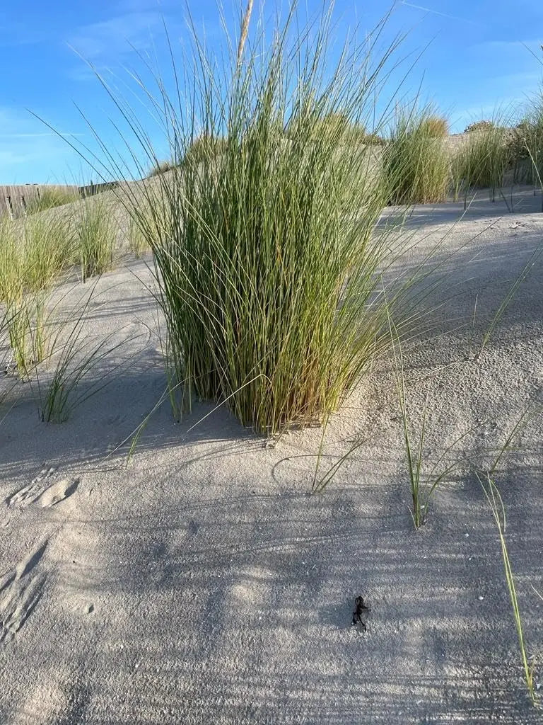 Ziergras Ammophila arenaria / Strandhafer im XXL Topf, bei Stauden Gänge, mit grünen, schilfartigen Blättern.
