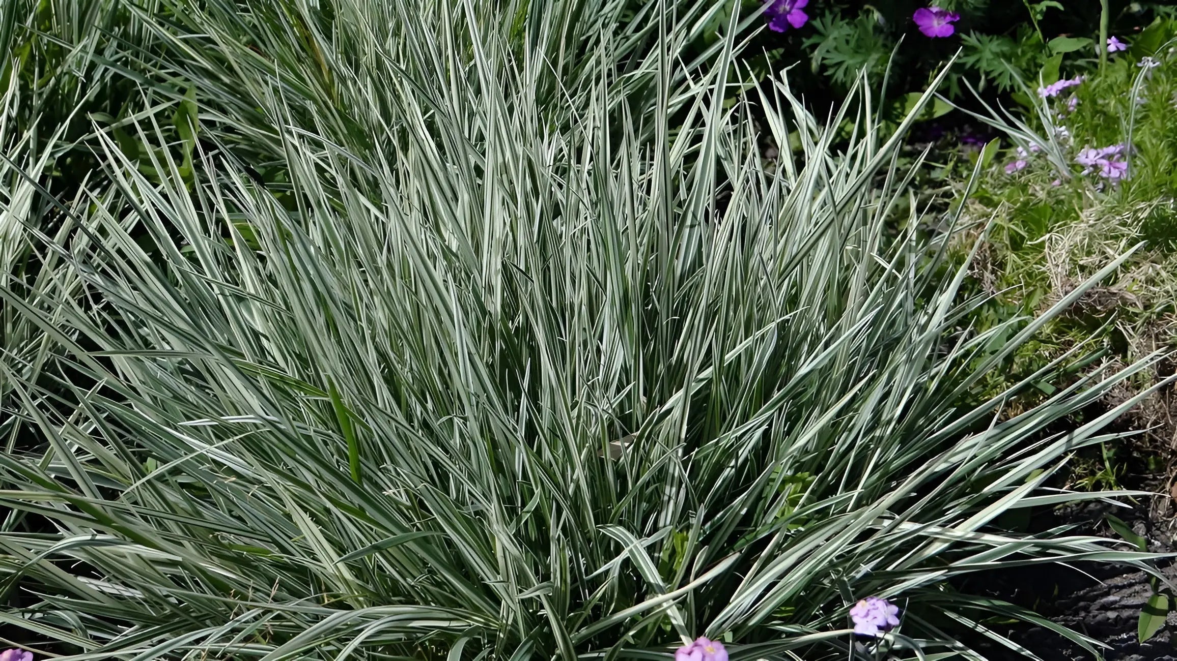 Arrhenatherum elatius ssp. bulbosum 'Variegatum', Ziergras mit gestreiftem Laub, von Stauden Gänge, sichtbar in der Bildaufnahme