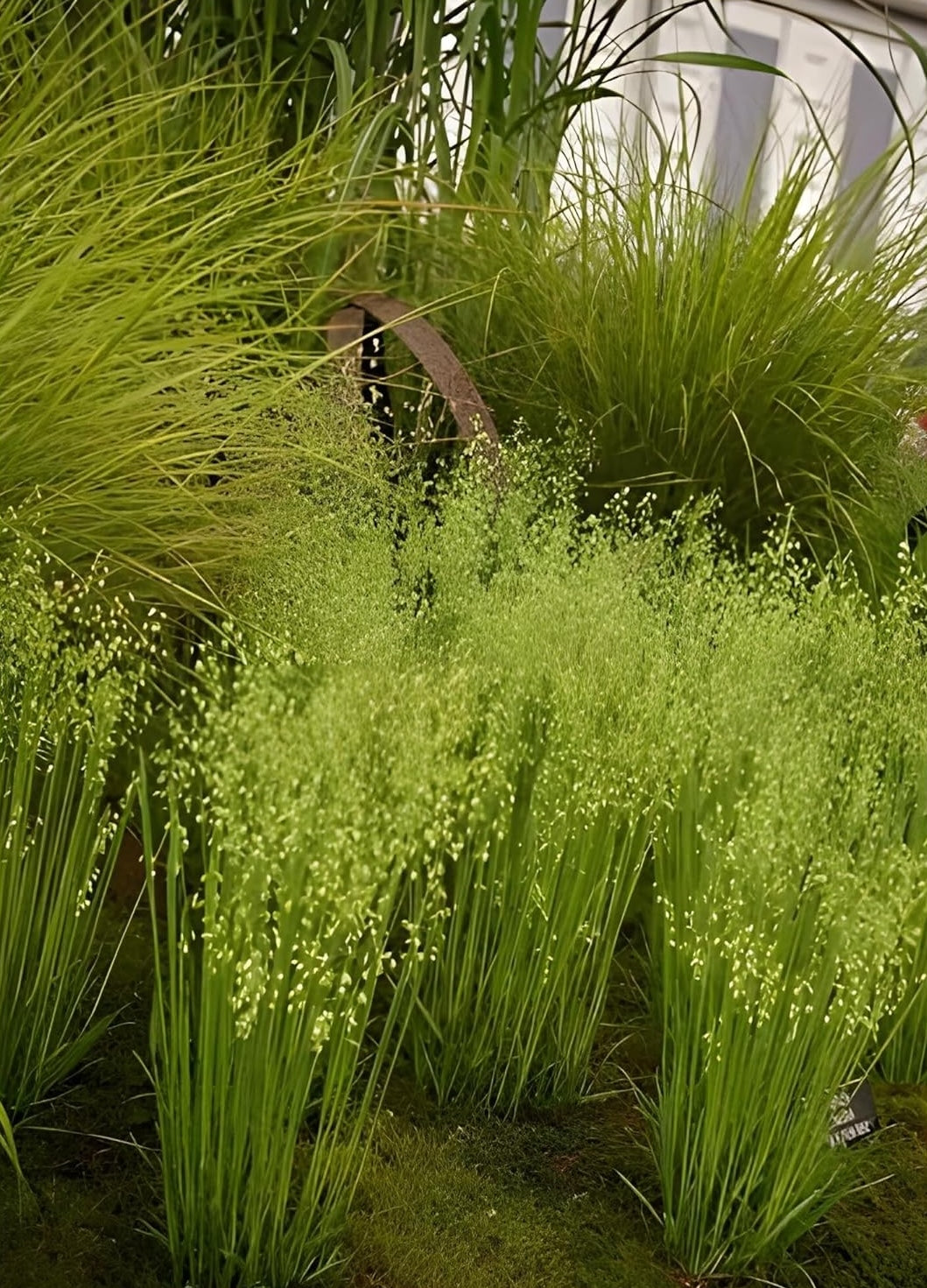 Ziergras Briza media / Zittergras von Stauden Gänge, mit feinen, schwingenden Halmen im Garten.