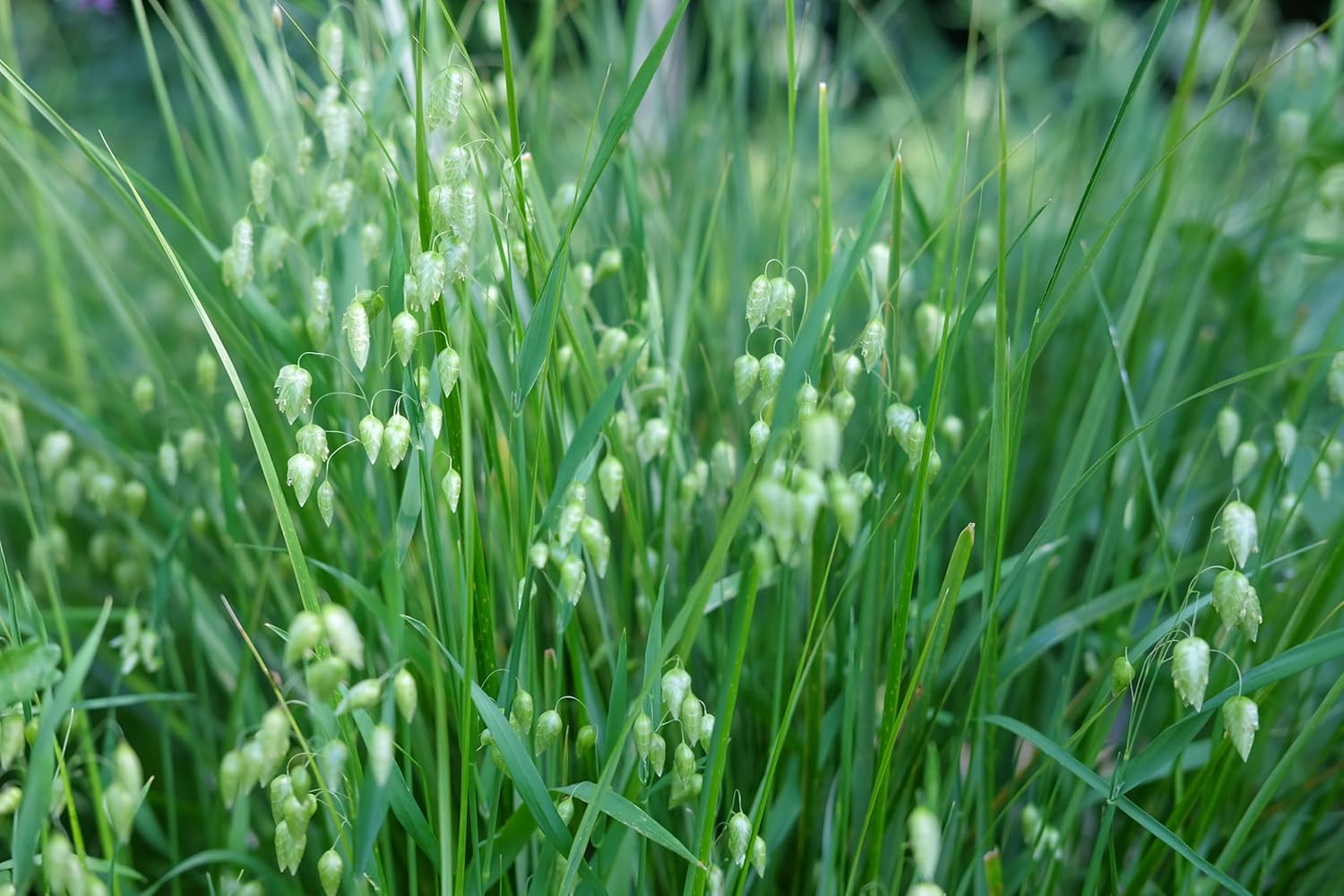 Ziergras Briza media (Zittergras) von Stauden Gänge, mit feinen, beweglichen Halmen in einem Garten.