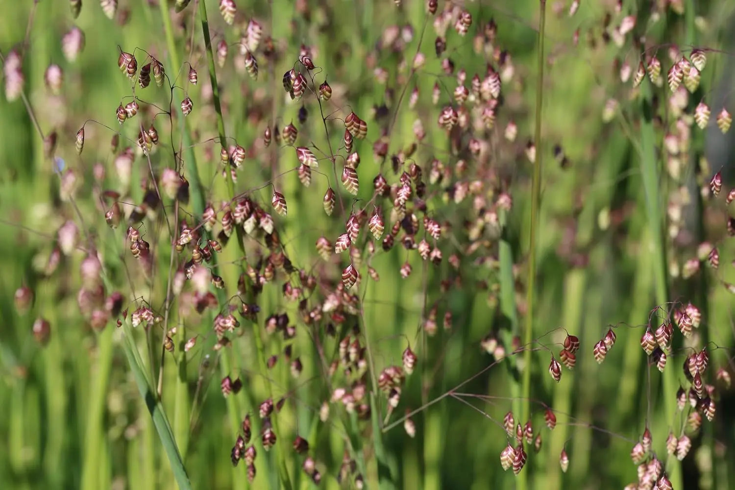 Ziergras Briza media (Zittergras) von Stauden Gänge, mit feinen, schilfartigen Halmen und zarten Bewegungen im Wind.