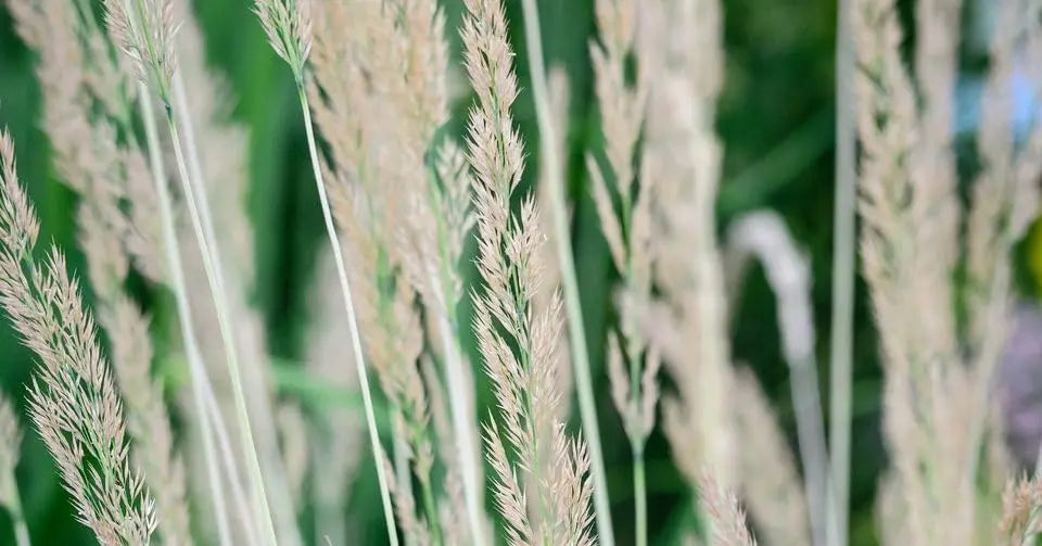 Buntes Reitgras Calamagrostis acutiflora 'Avalanche' als Ziergras, ca. 50 cm hoch, mit federartigen, bunten Halmen.