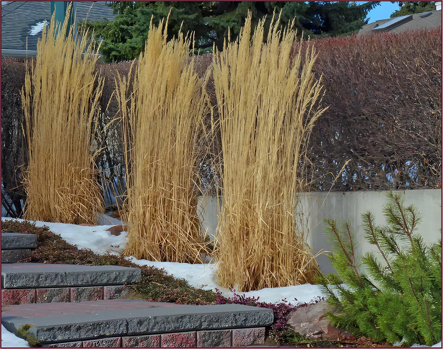 Buntes Reitgras Calamagrostis acutiflora 'Avalanche' als Ziergras, mit weißen und grünen Blättern, Stauden Gänge.