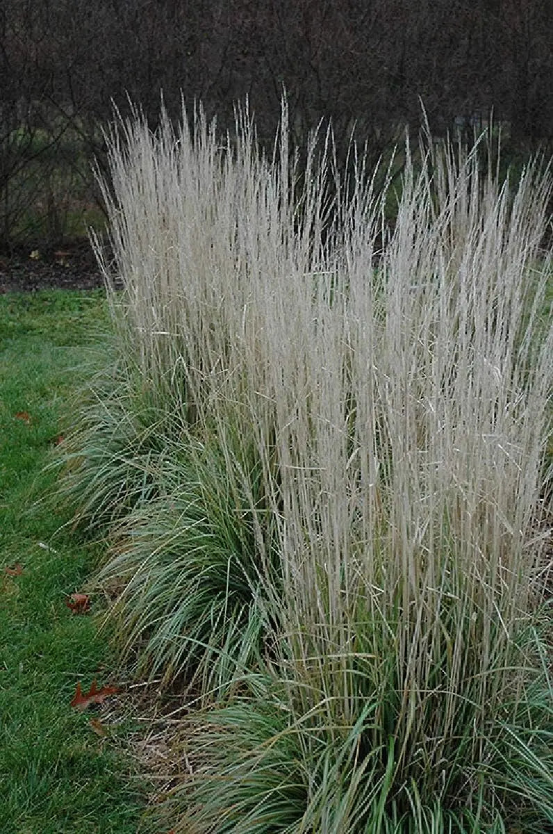 Buntes Reitgras Calamagrostis acutiflora 'Avalanche' als Ziergras, mit silbrigen Blättern und blühenden Rispen, Stauden Gänge