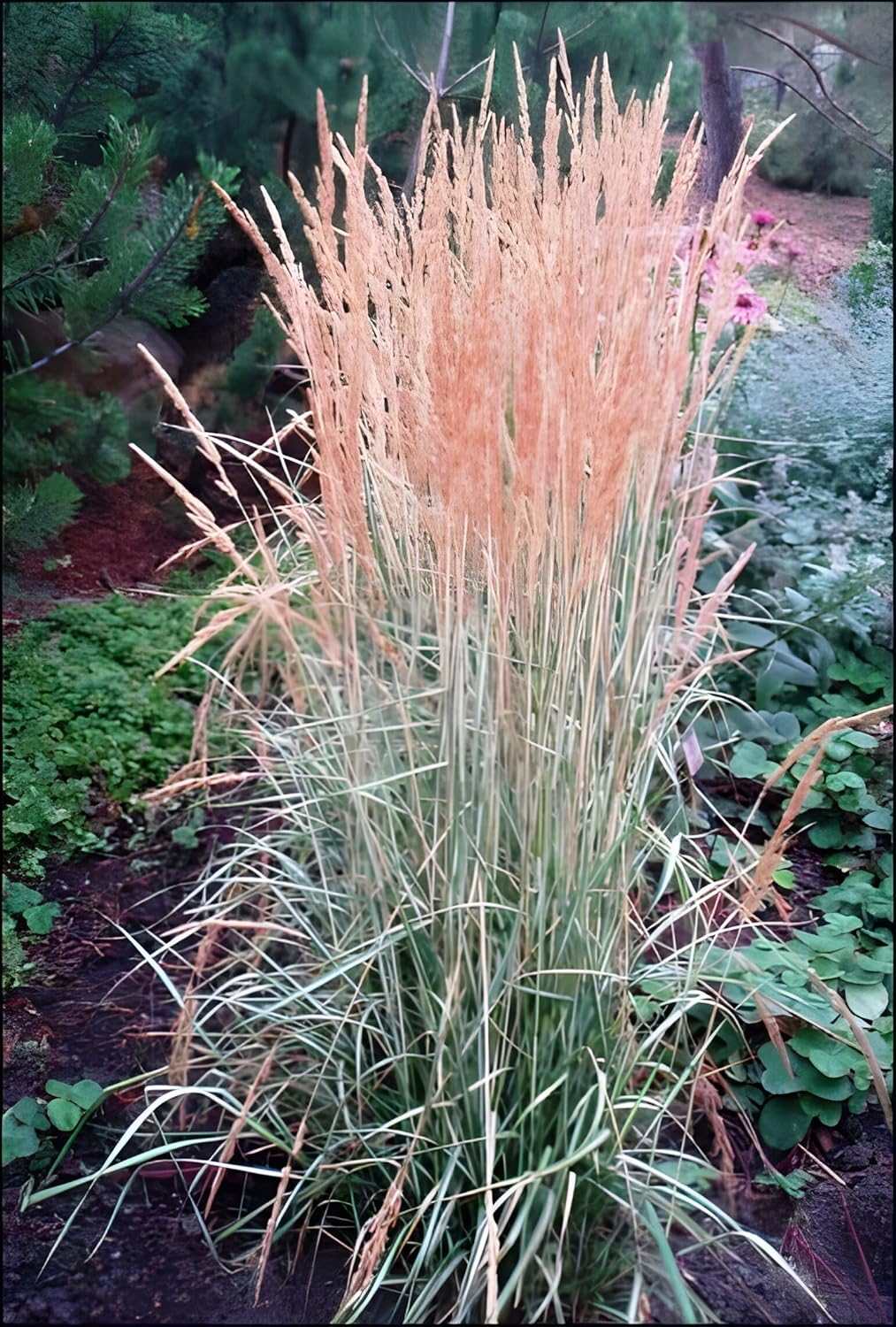 Calamagrostis acutiflora 'Avalanche'/ Buntes Reitgras - XXL Topf