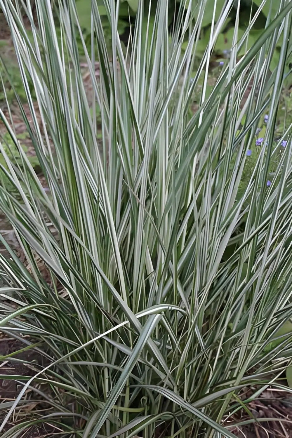 Ziergras Calamagrostis acutiflora 'Avalanche' in XXL Topf, buntes Reitgras, von Stauden Gänge, große Pflanze im Topf