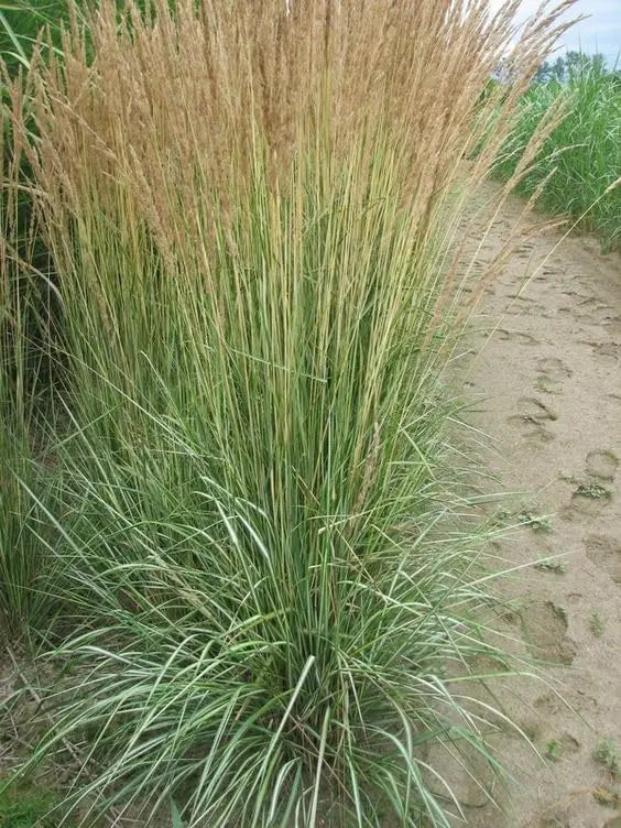 Ziergras Calamagrostis acutiflora 'Avalanche' in XXL-Topf, buntes Reitgras, Stauden Gänge, dekoratives Ziergras in Topf