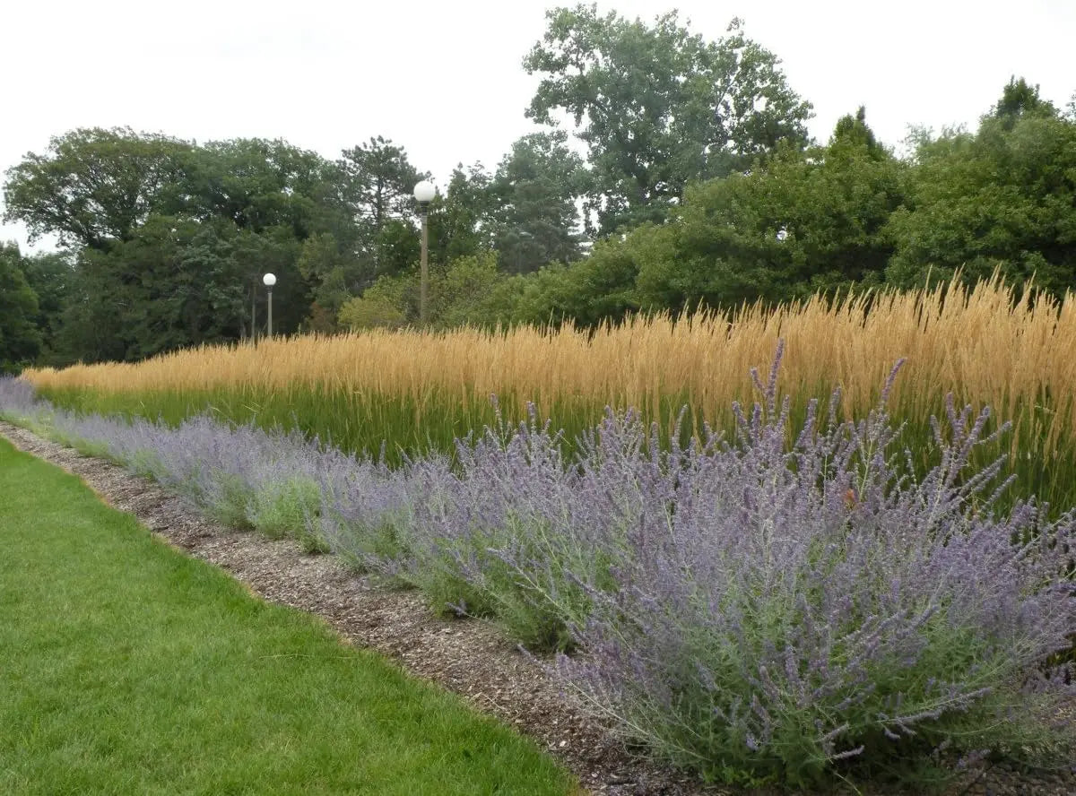 Ziergras Calamagrostis acutiflora ‚Karl Förster‘ von Stauden Gänge, Nahaufnahme der hohen, federartigen Grasähren.