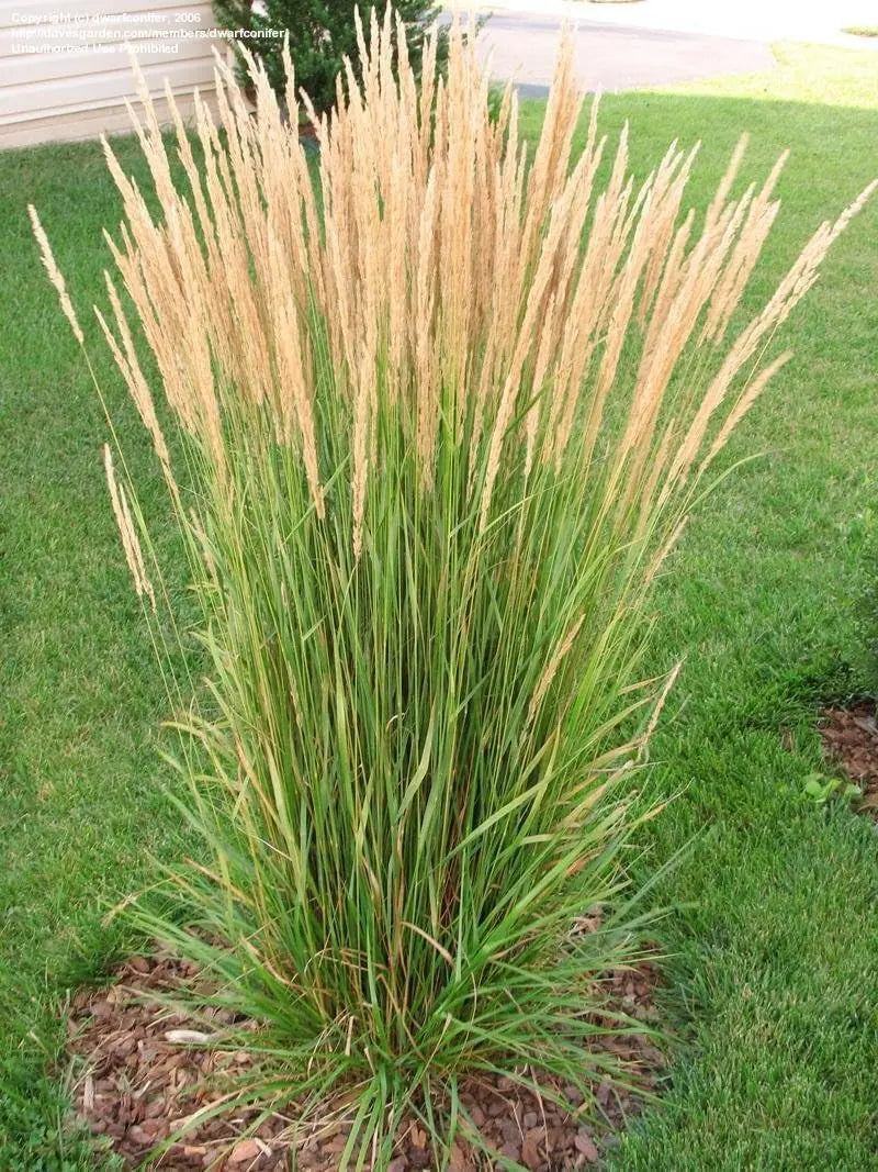 Ziergras Calamagrostis acutiflora ‚Karl Förster‘ von Stauden Gänge, mit schmalen, aufrechten Halmen und silbrig-grüner Färbung