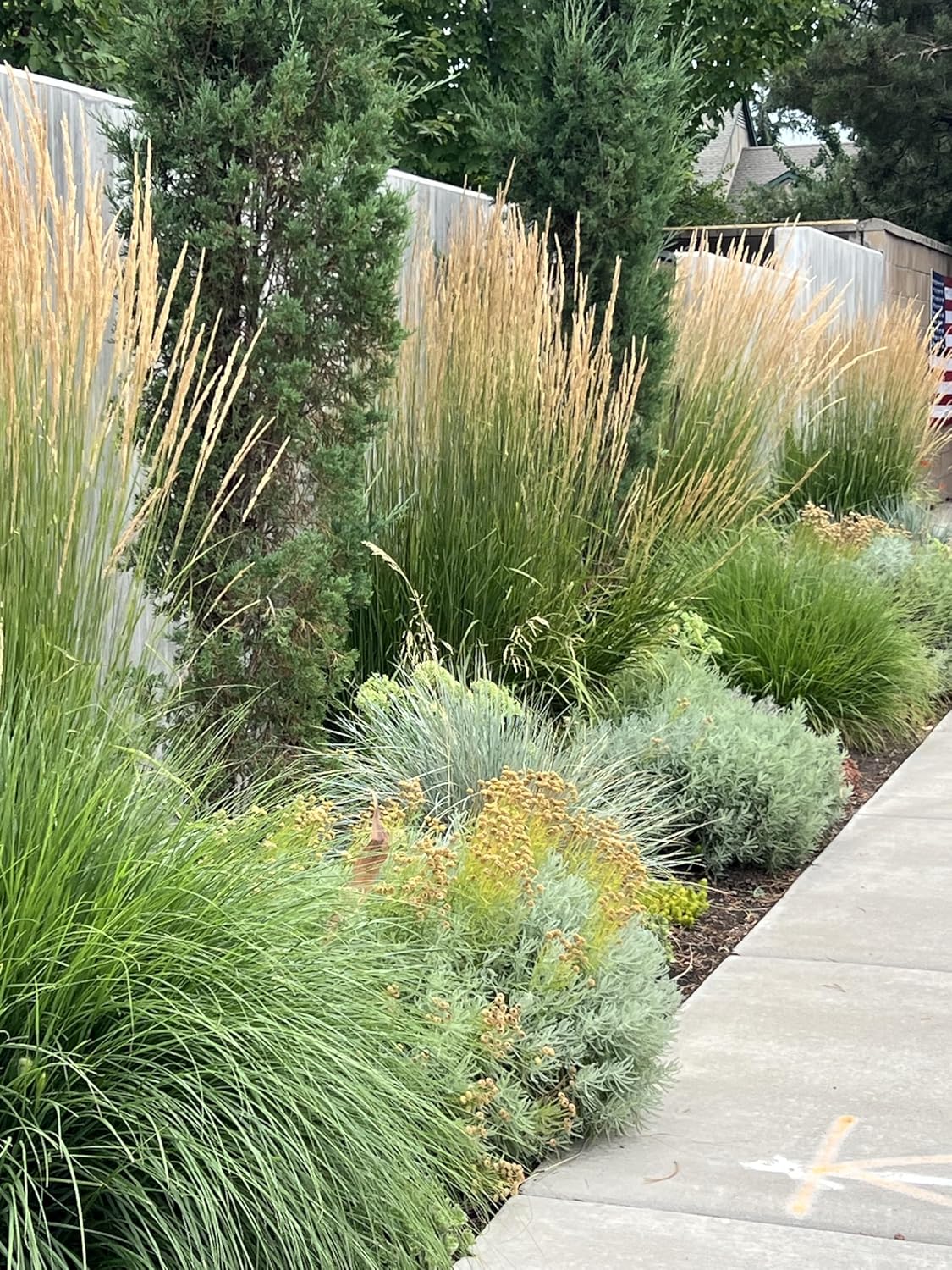 Ziergras Calamagrostis acutiflora ‚Karl Förster‘ von Stauden Gänge, mit schmalen, aufrechten Gräsern und federartigen Rispen.