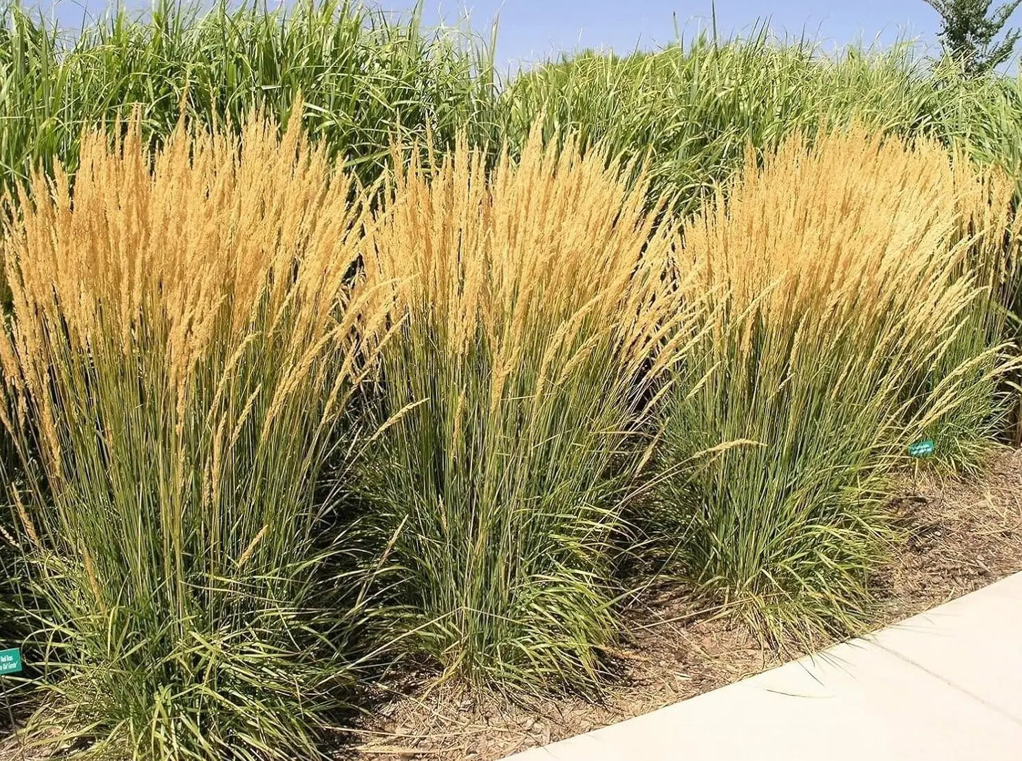 Calamagrostis acutiflora ‚Karl Förster‘ Reitgras im XXL-Topf, Ziergras von Stauden Gänge, grüne, aufrechte Halme.